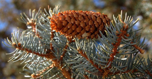 blue-spruce-cone-seeds