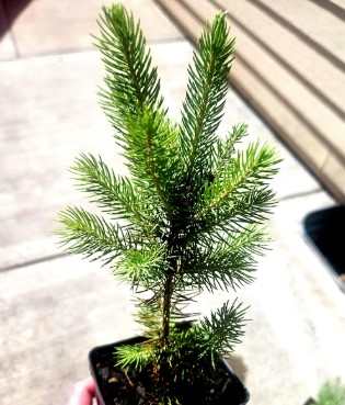 blue-spruce-seedling-sapling