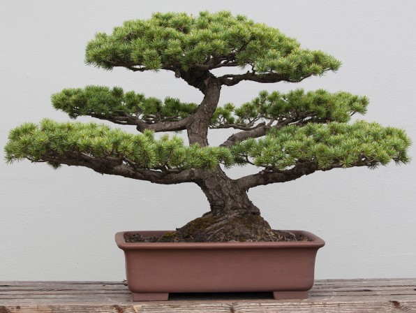 boxwood-bonsai-tree-growing