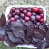 cherry-plums