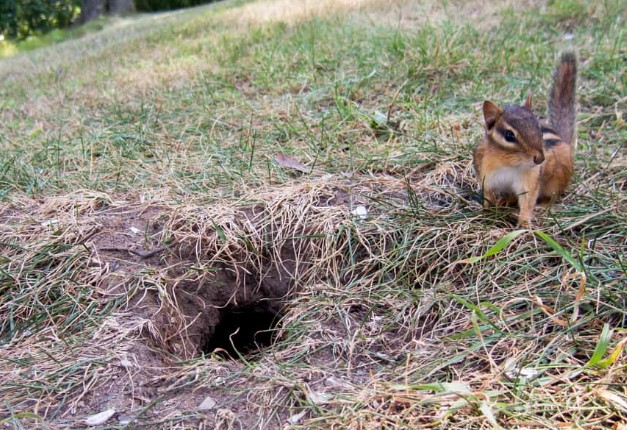 chipmunk-holes-yard