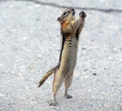 get-rid-of-chipmunks-easy