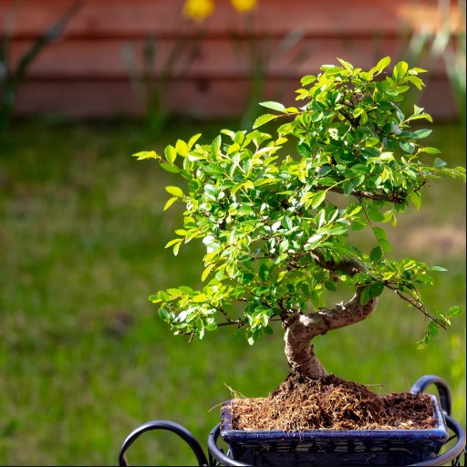 grow-a-bonsai-from-scratch