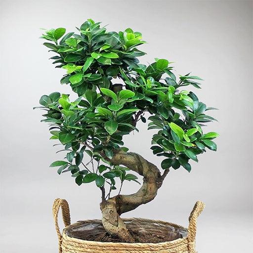 grow-ficus-bonsai