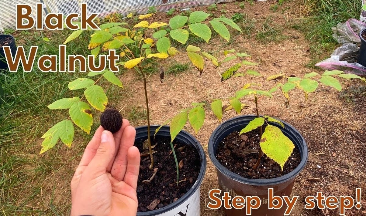 growing-black-walnut-from-seeds