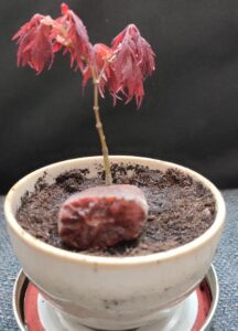 growing-japanese-maple-from-seed-seedling-care