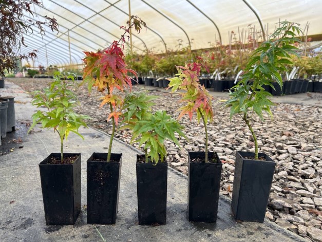 growing-japanese-maple-from-seed