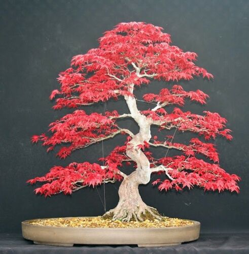 japanese-maple-bonsai-tree