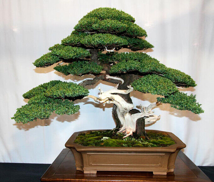 juniper-bonsai-tree-growing-tips