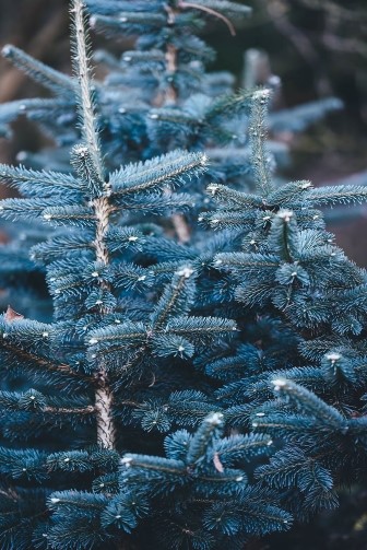 mature-blue-spruce