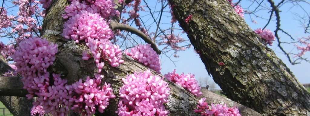 planting-redbud-trees