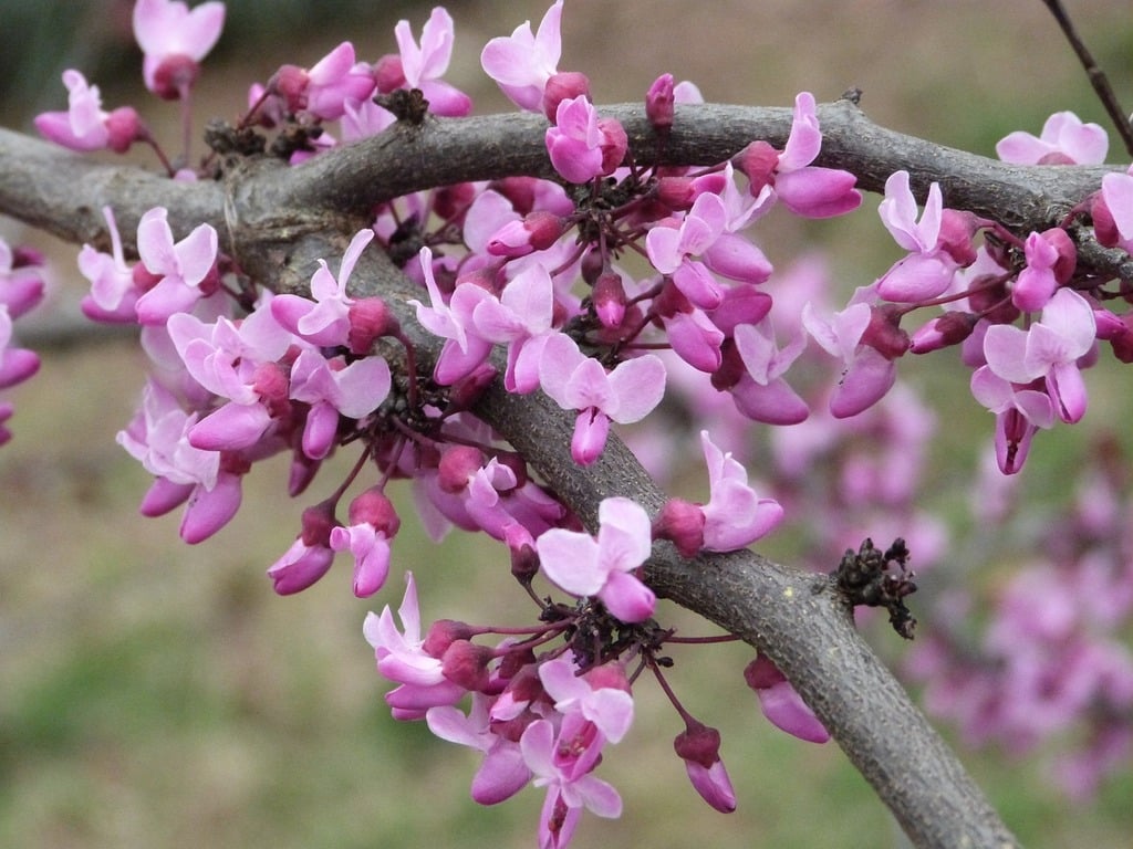 pansy-redbud-bloom-redbud-flower