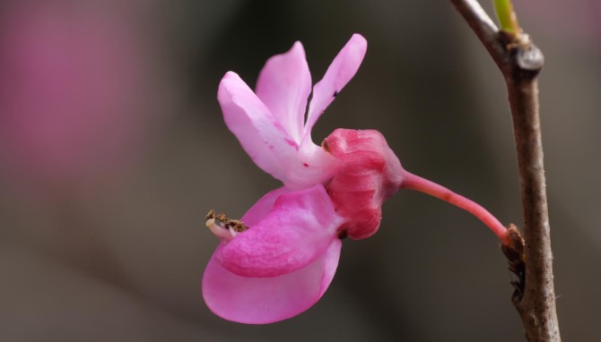 planting-chinese-redbud-tree