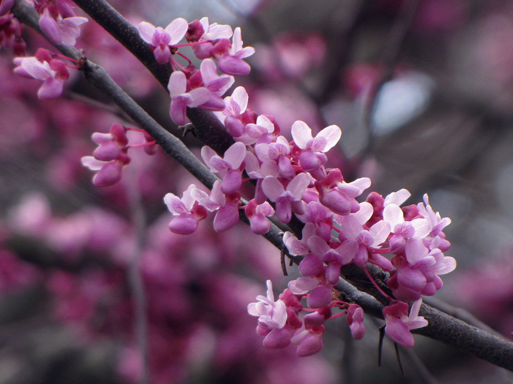 planting-redbud-trees-in-your-yard