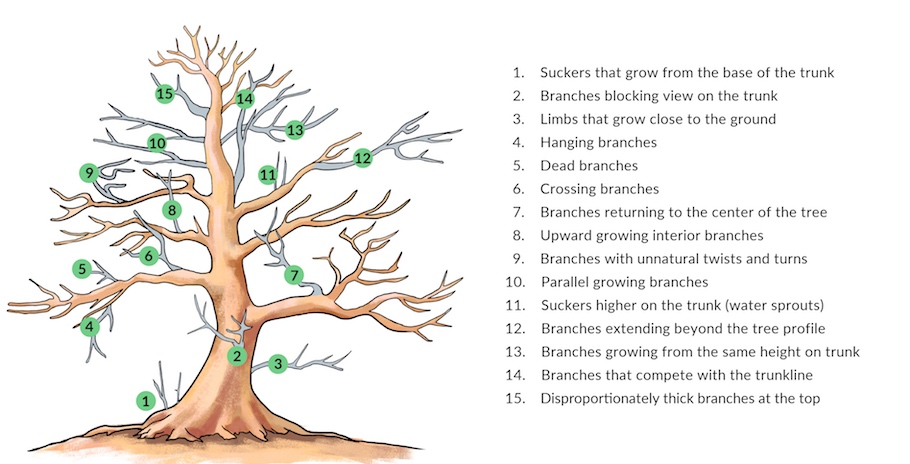 pruning-bonsai-trees-illustration