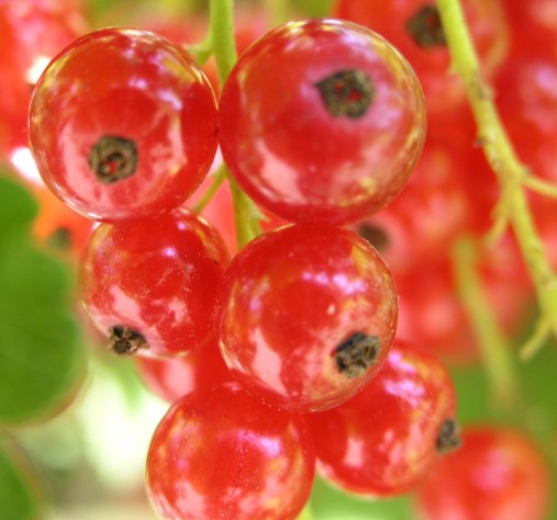 red-currant-sapling-berries