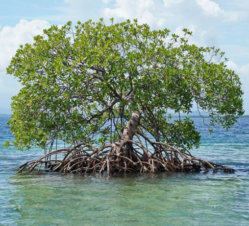 rhizophora-mangle-wet-soil-trees