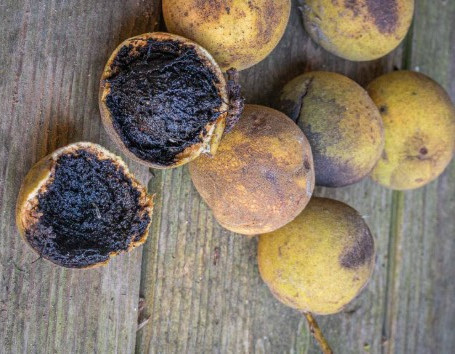 growing-black-walnut-trees-from-ripe-seeds