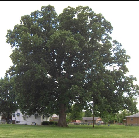 swamp-chestnut-oak-tree-wet-soil-trees