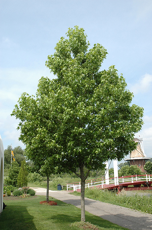 sweetgum-wet-soil-tree