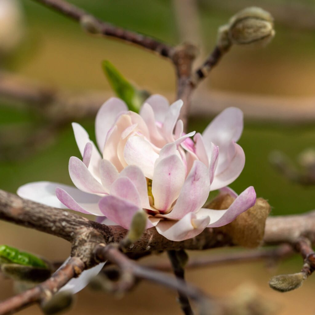 pink-flower-trees