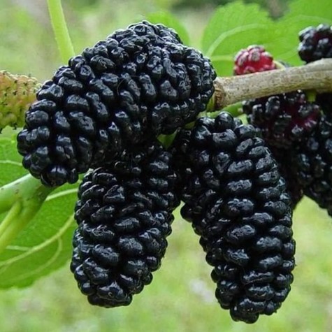 black-mulberry-morus-nigra