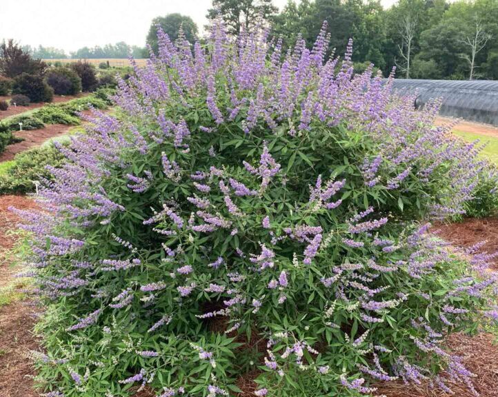 chaste-tree-purple-small-tree