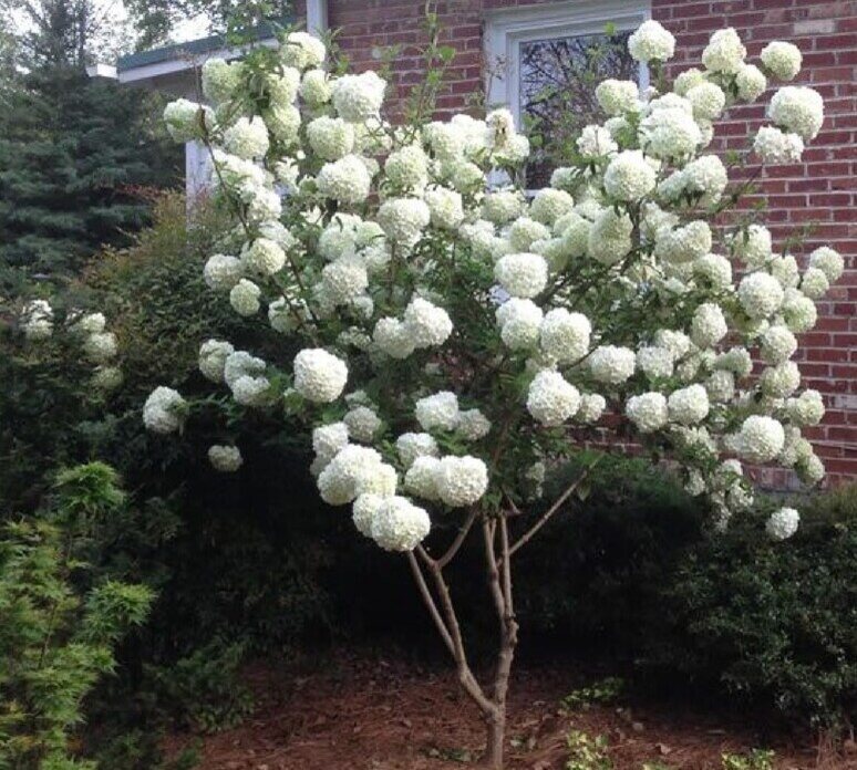 chinese-snowball-white-trees-for-small-yards