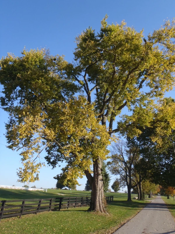 fast-growing-shade-trees-hackberry