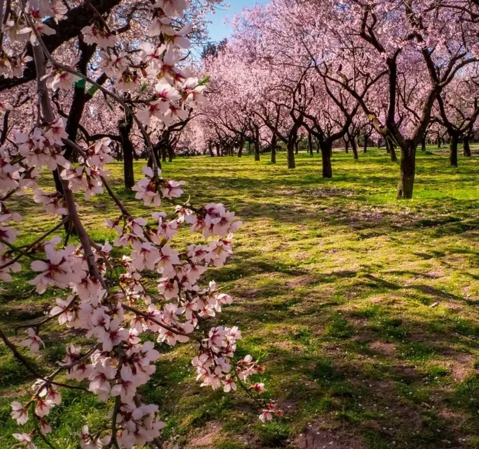 flowering-almond-pink-flower-trees