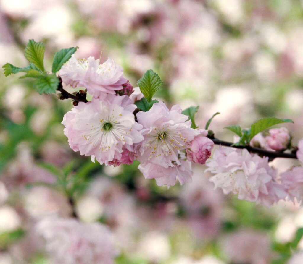 flowering-almond-tree