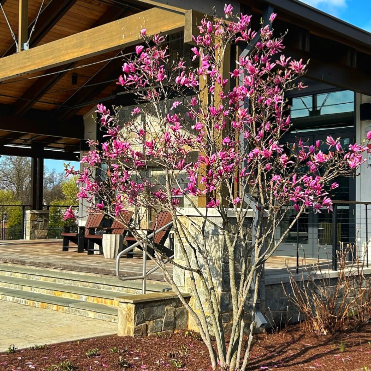 flowering-magnolia-small-garden-trees