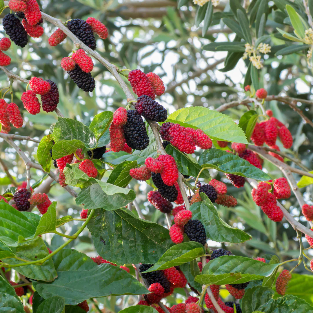 growing-mulberry-trees-at-home