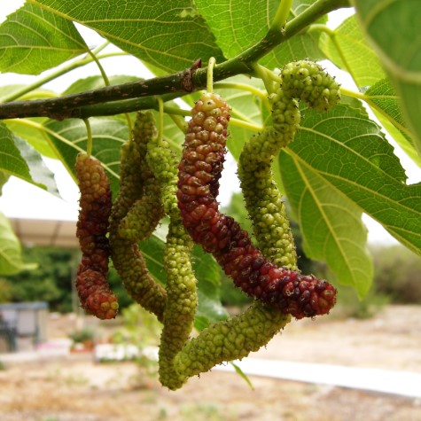 himalayan-mulberry-long-mulberrmorus-macroura