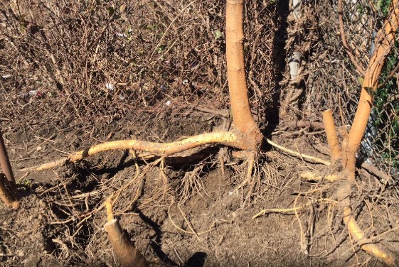 mulberry-tree-roots