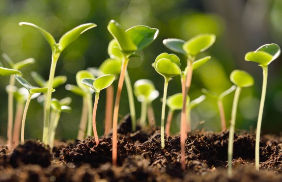 overcrowding-tree-seedlings