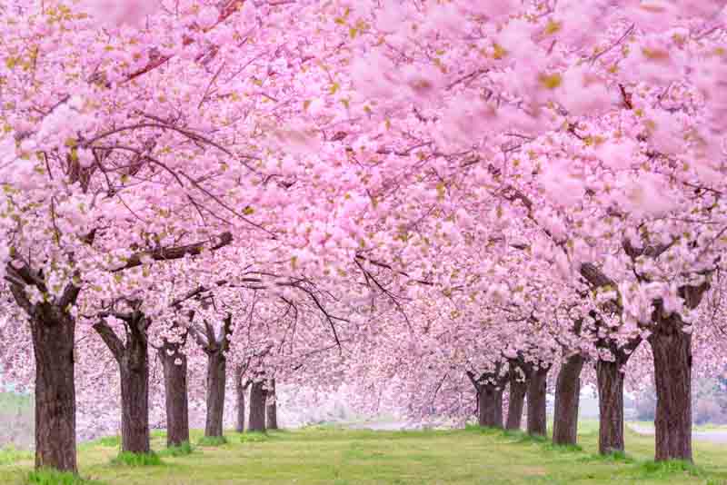 pink-flower-trees-garden