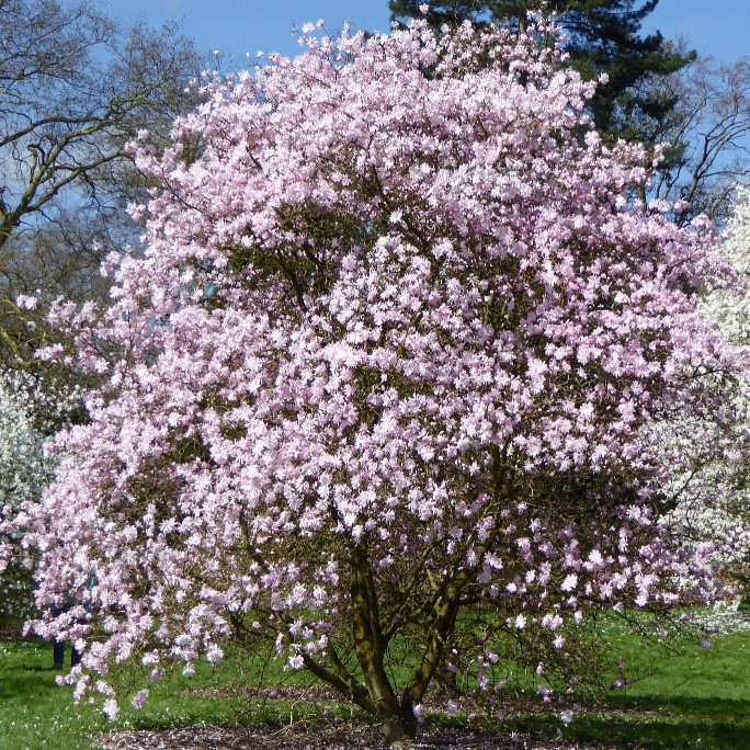 pink-flower-trees-star-magnolia