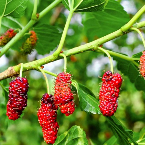 red-mulberry-tree-morus-rubra