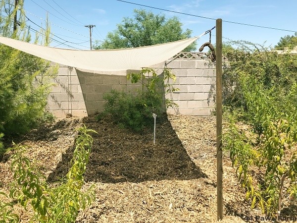 protecting-newly-planted-trees