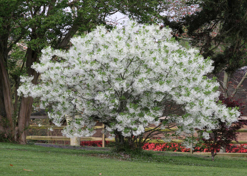 trees-for-small-yards-fringe-tree