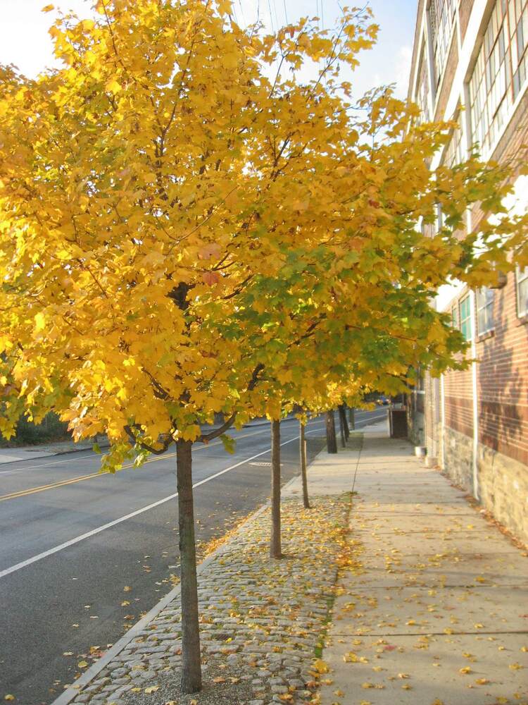 trees-for-small-yards-yellow-leaves