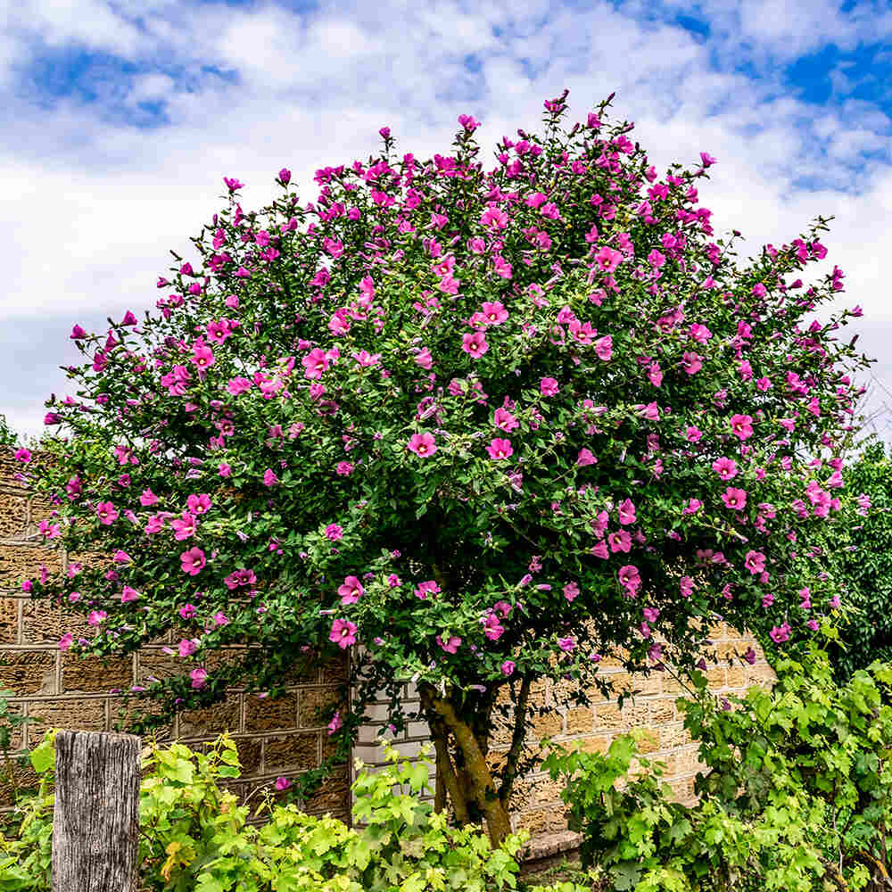 trees-for-smaller-yards-purple-hibiscus-syriacus