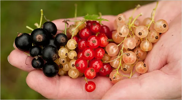 types-of-currant-berries-comparison-side-by-side