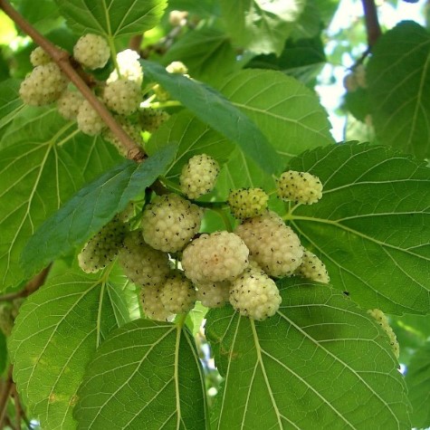 white-mulberry-trees-growing-tips